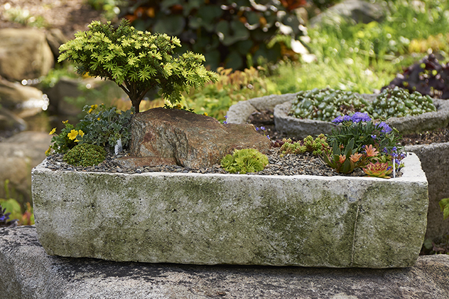 Digging Deeper: Alpine Troughs and Treasures